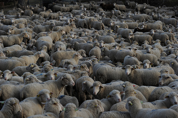 sheep DSC_9135