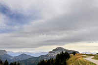 chartreuse_PLG2992