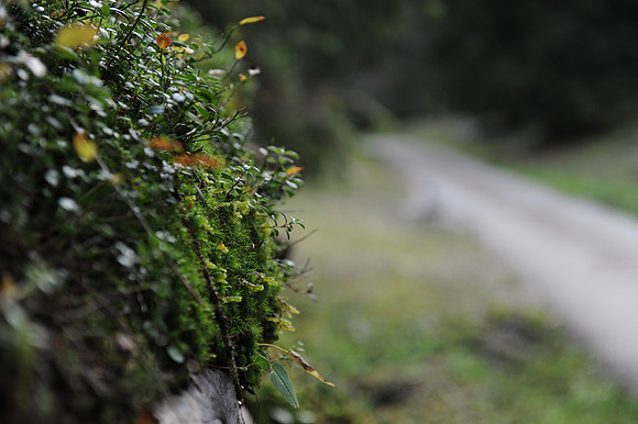 tendreDSC_8475