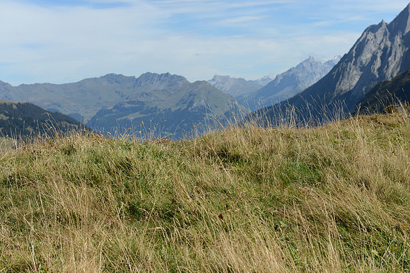 PLG_8294